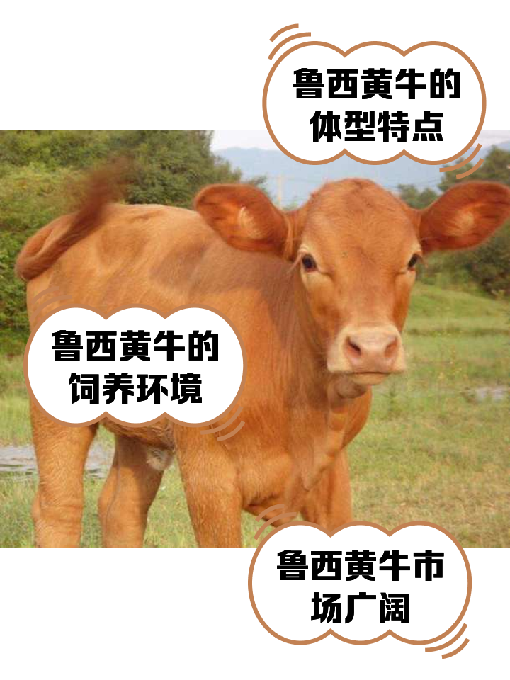 那曲最新医保取现黄牛方法分析(最方便真实的那曲医保取现黄牛怎么取方法)